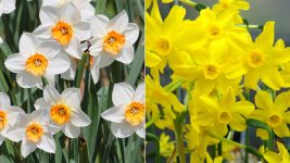Maart Geboortebloemen: Narcis en Jonquille