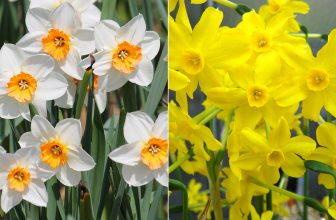 Maart Geboortebloemen: Narcis en Jonquille