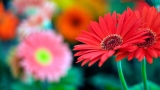 Verzorgingstips en trucs voor Gerbera Daisy