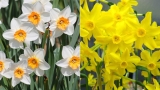 Maart Geboortebloemen: Narcis en Jonquille